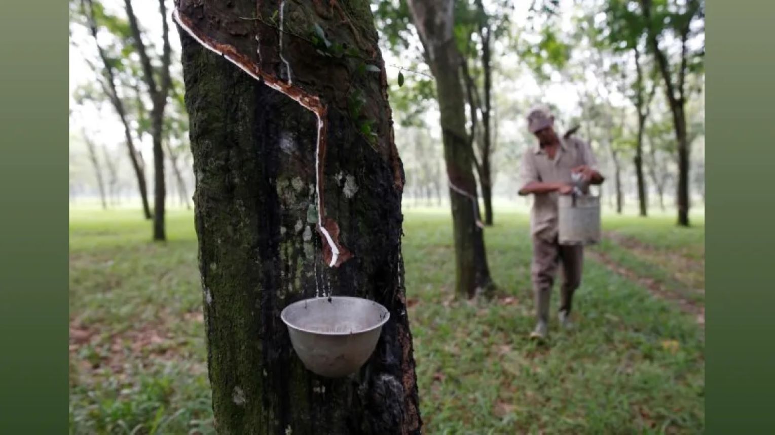 Project INROAD is a plantation expansion initiative for natural rubber in North-East India and West Bengal